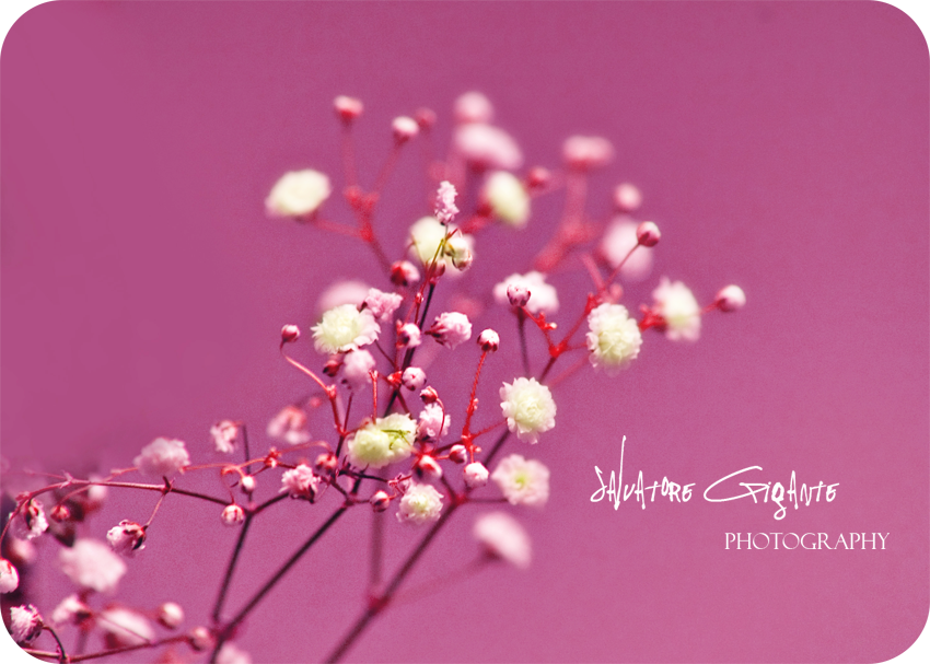 Baby's Breath